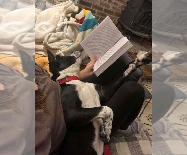 Medium Photo #4 Mutt Puppy For Sale in Candler, NC, USA