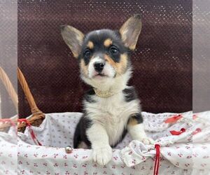 Pembroke Welsh Corgi Puppy for sale in ROCKVILLE, IN, USA