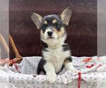 Small Pembroke Welsh Corgi