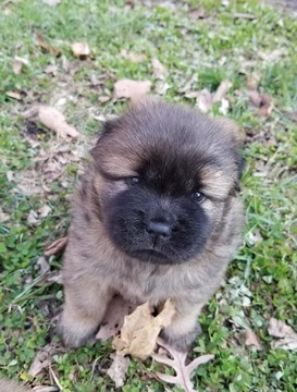 Medium Photo #6 Chow Chow Puppy For Sale in DECATUR, IL, USA