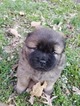 Small Photo #6 Chow Chow Puppy For Sale in DECATUR, IL, USA