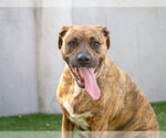 RAYA - Female Holland Shepherd-Unknown Mix Dog for Adoption - Small photo