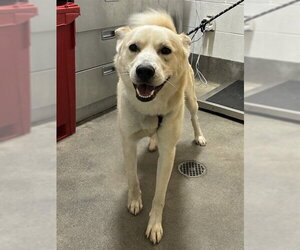 Siberian Husky Dogs for adoption in Forestville, MD, USA