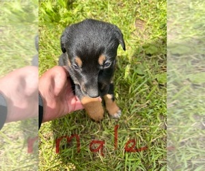 Australian Cattle Dog-Labrador Retriever Mix Puppy for sale in TURTLE LAKE, WI, USA