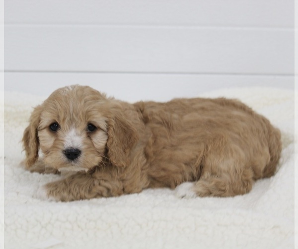 Medium Photo #1 Cavapoo Puppy For Sale in FREDERICKSBURG, OH, USA