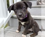 Small #2 American Pit Bull Terrier Mix