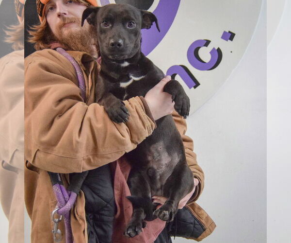 Medium Photo #7 Cheagle Puppy For Sale in Huntley, IL, USA