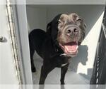 Small American Staffordshire Terrier Mix