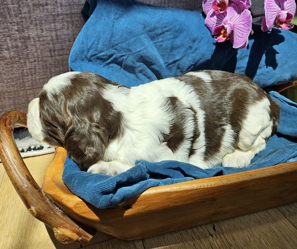 Medium Photo #14 English Springer Spaniel Puppy For Sale in WOOSTER, OH, USA