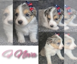 Puppy NOVA Miniature Australian Shepherd