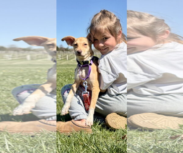 Medium Photo #7 Chihuahua-Unknown Mix Puppy For Sale in NYC, NY, USA