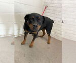 Small Rottweiler