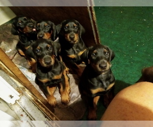 Doberman Pinscher Puppy for sale in DAVENPORT, FL, USA