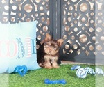 Small #2 Yorkshire Terrier