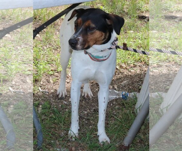 Medium Photo #1 Labrador Retriever-Unknown Mix Puppy For Sale in Bandera, TX, USA
