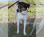 Small Photo #1 Labrador Retriever-Unknown Mix Puppy For Sale in Bandera, TX, USA