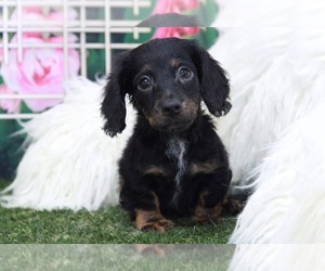 Dachshund Puppy for sale in MARIETTA, GA, USA