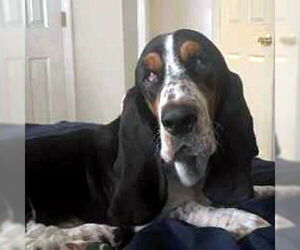 Basset Hound Dogs for adoption in Deepwater, NJ, USA