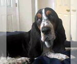 Small Basset Hound