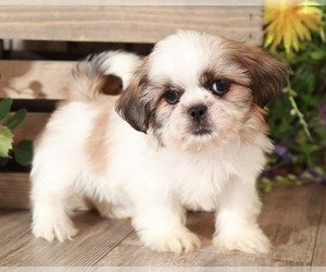 Shih Tzu Puppy for sale in MOUNT VERNON, OH, USA