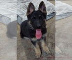 Small #6 German Shepherd Dog