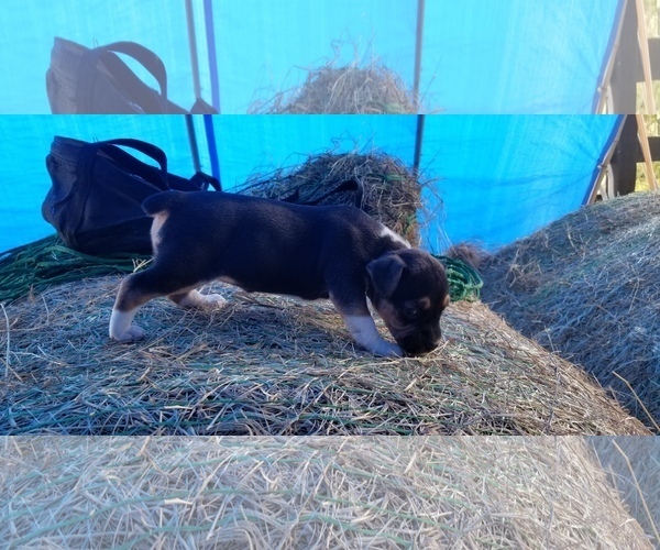 Medium Photo #2 Rat Terrier-Unknown Mix Puppy For Sale in WHITAKERS, NC, USA