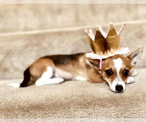 Chi-Corgi Dogs for adoption in Wakefield, RI, USA