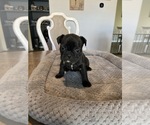 Puppy 2 French Bulldog