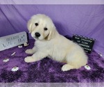 Small Photo #43 English Cream Golden Retriever Puppy For Sale in PEYTON, CO, USA
