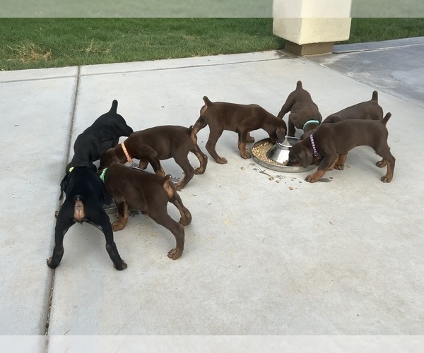 Medium Photo #6 Doberman Pinscher Puppy For Sale in PHOENIX, AZ, USA