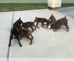 Small #5 Doberman Pinscher