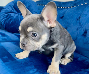 French Bulldog Puppy for sale in NASHVILLE, TN, USA