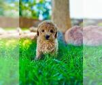 Small Photo #1 Cavapoo Puppy For Sale in CANON CITY, CO, USA