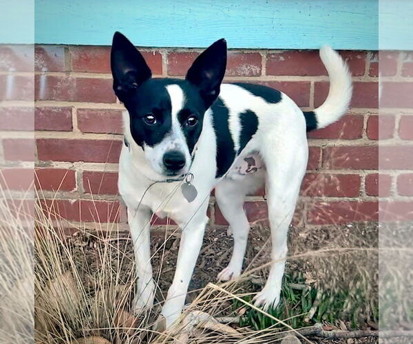 Medium Photo #2 Rat Terrier Puppy For Sale in Atlanta, GA, USA