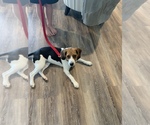Small Photo #2 Beagle Puppy For Sale in MENIFEE, CA, USA