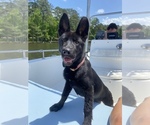 Small Photo #1 German Shepherd Dog Puppy For Sale in GILBERT, SC, USA