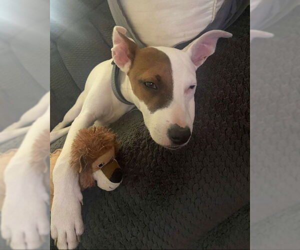 Medium Photo #3 Italian Greyhound-Unknown Mix Puppy For Sale in Sheboygan, WI, USA