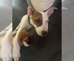 Small #2 Italian Greyhound Mix