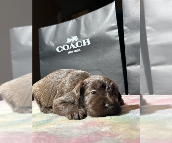 Medium Photo #1 Schnauzer (Miniature) Puppy For Sale in HOUSTON, TX, USA