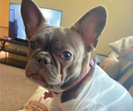 Small Photo #1 French Bulldog Puppy For Sale in SAN ANTONIO, TX, USA