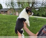 Small #11 American Corgi