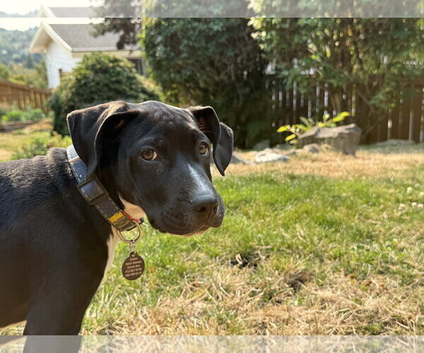 Medium Photo #3 Labrador Retriever-Unknown Mix Puppy For Sale in Bellevue, WA, USA