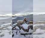Small #3 Great Pyrenees