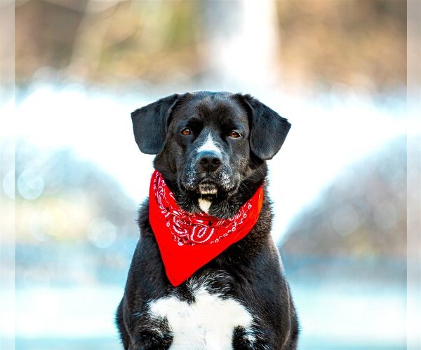 Medium Photo #5 Labrador Retriever-Unknown Mix Puppy For Sale in Unionville, PA, USA