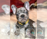 Small Photo #30 French Bulldog Puppy For Sale in BUCKS BAR, CA, USA