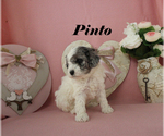 Pinto - Male Poodle (Toy) Puppy for Sale - Photo #4