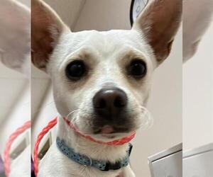Chihuahua Dogs for adoption in Placerville, CA, USA