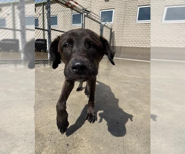 Medium Photo #1 Labrador Retriever-Unknown Mix Puppy For Sale in Center Township, PA, USA