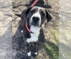 Mountain Cur-Unknown Mix Dogs for adoption in Rockaway, NJ, USA
