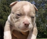 Small Photo #2 American Bully Puppy For Sale in CARY, NC, USA
